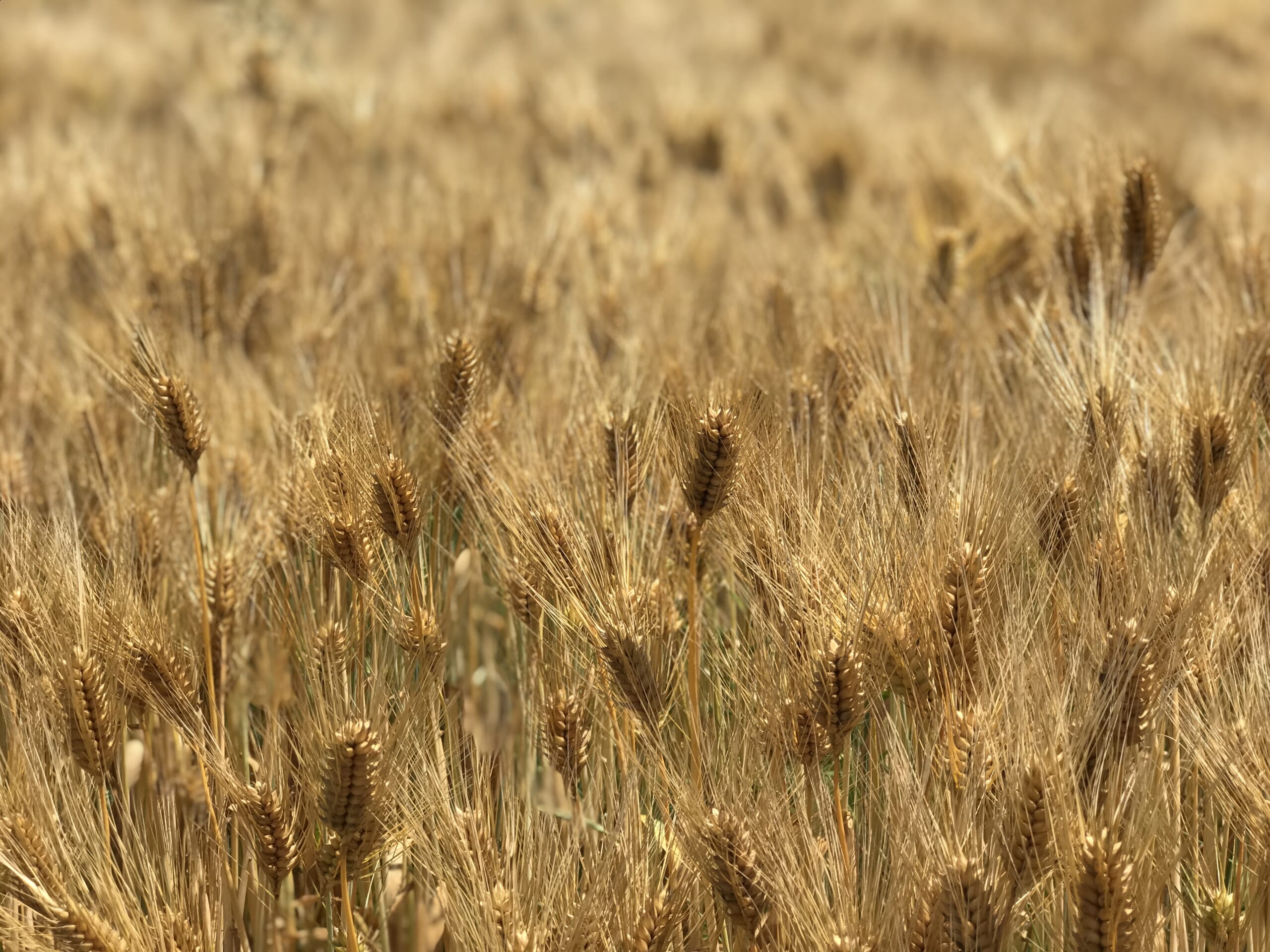 腸内環境改善の効果が期待できる六条大麦