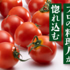 【販売開始】ワトム農園のまほうのトマトが販売開始しました！